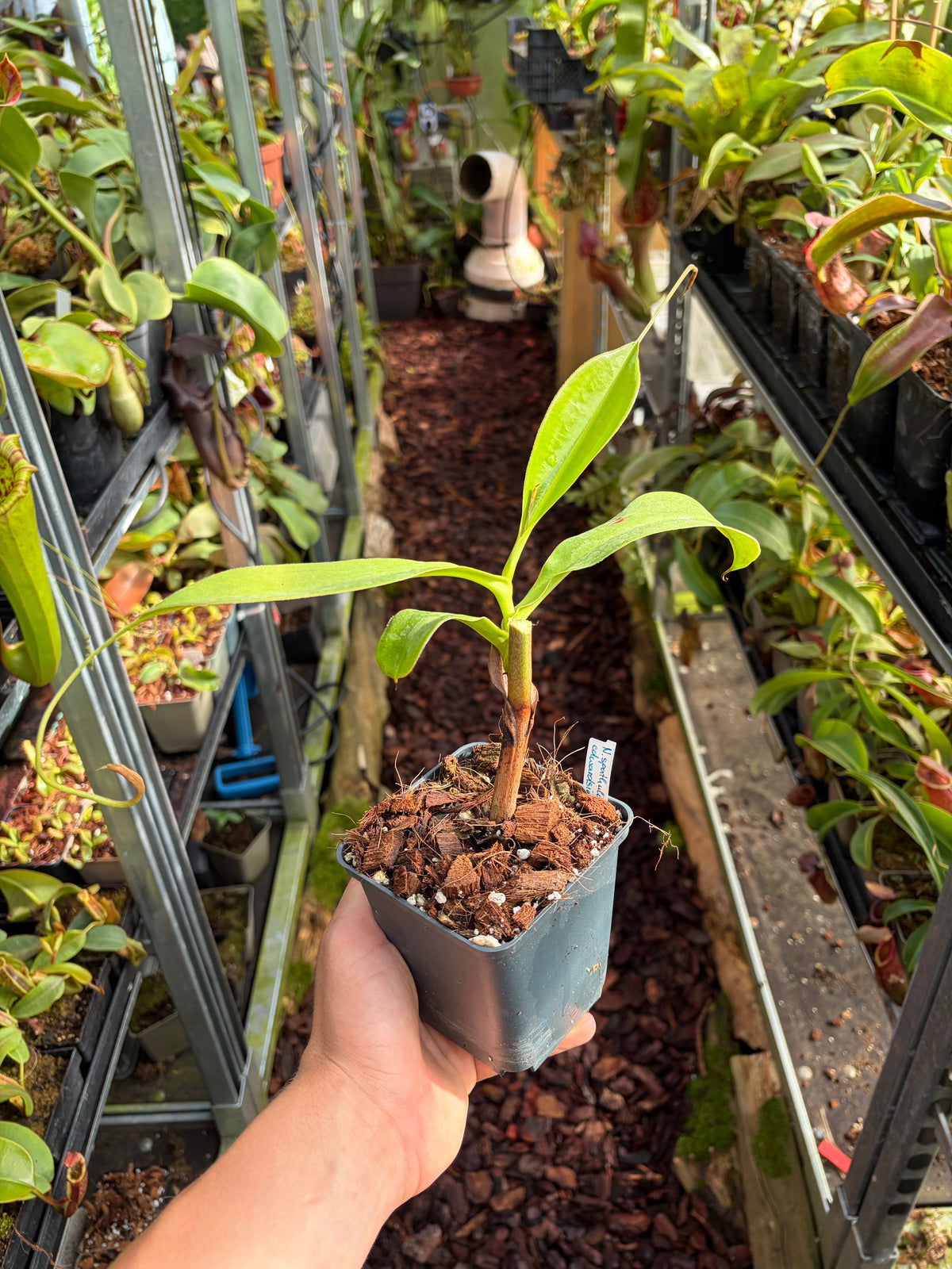 Nepenthes spathulata x edwardsiana