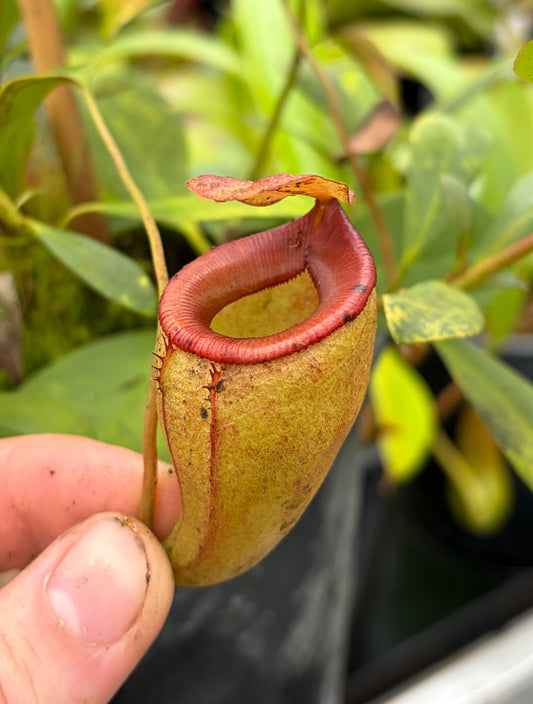 Nepenthes flava 15-20cm