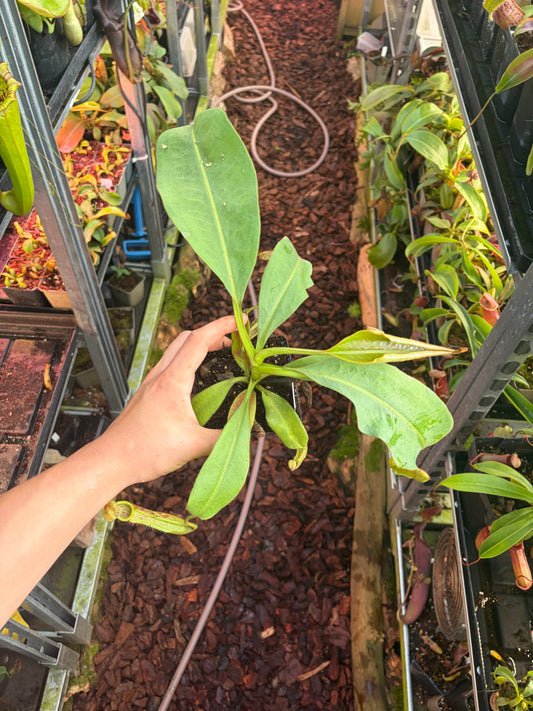 Nepenthes (veitchii x spathulata) x boschiana 25-30cm