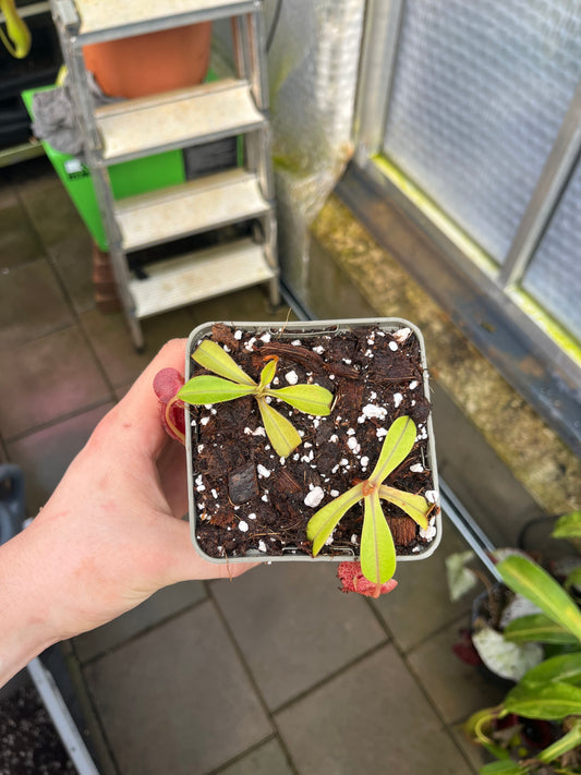 Nepenthes spectabilis x lowii 7cm