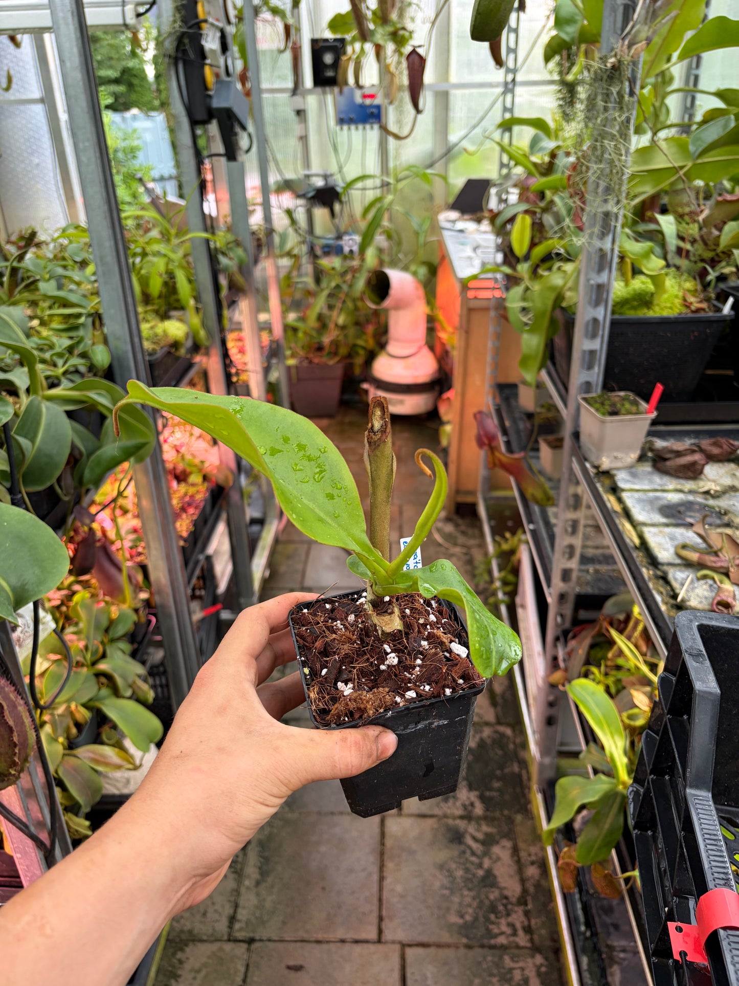 Nepenthes veitchii x edwardsiana
