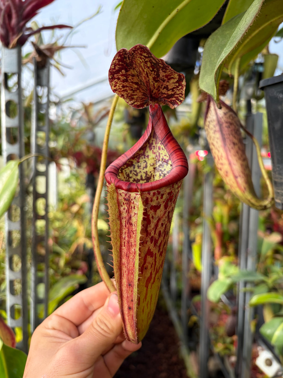 Nepenthes burbidgeae x glandulifera (BE-3705) 20cm+