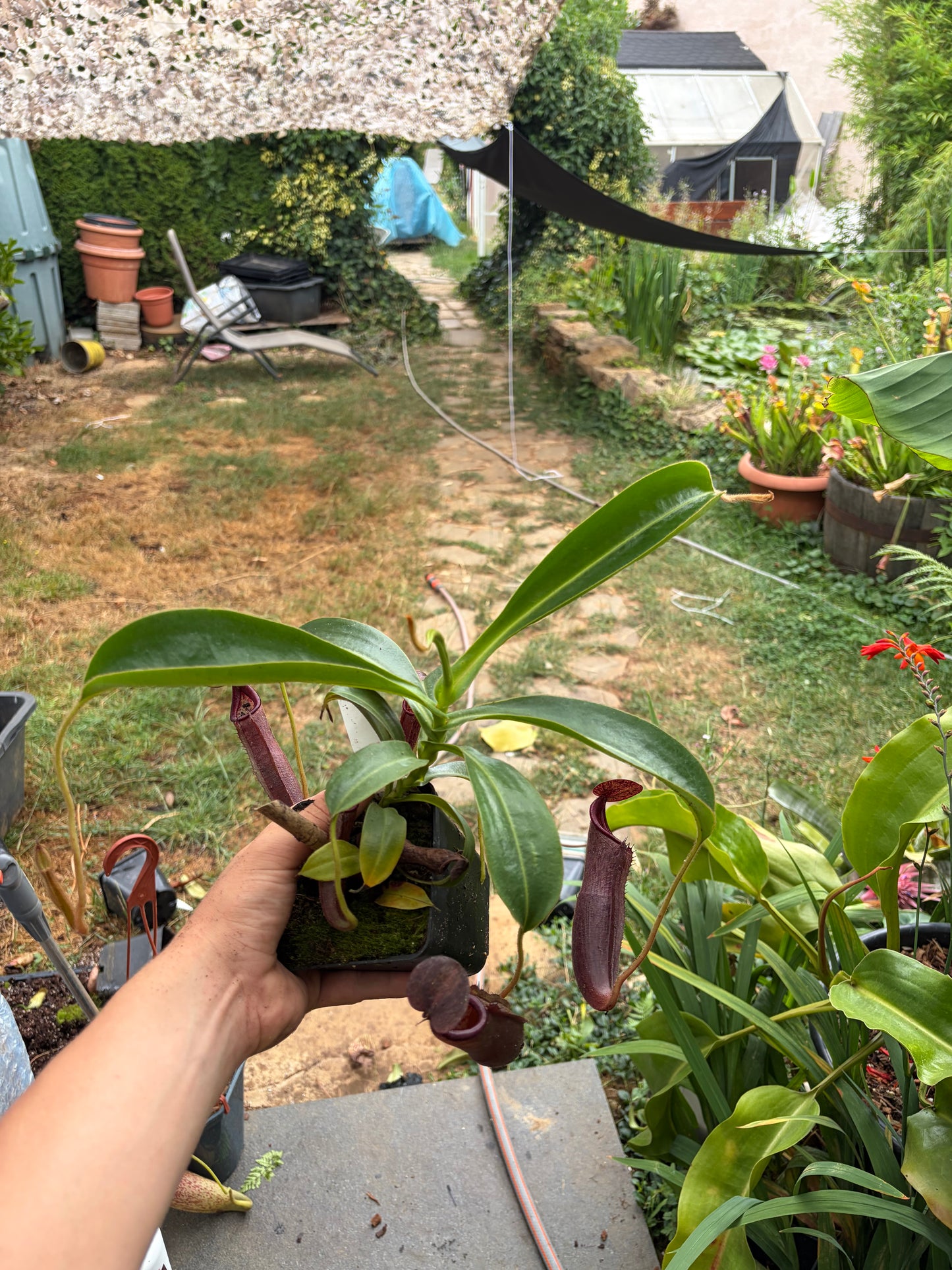 Nepenthes glandulifera x predator