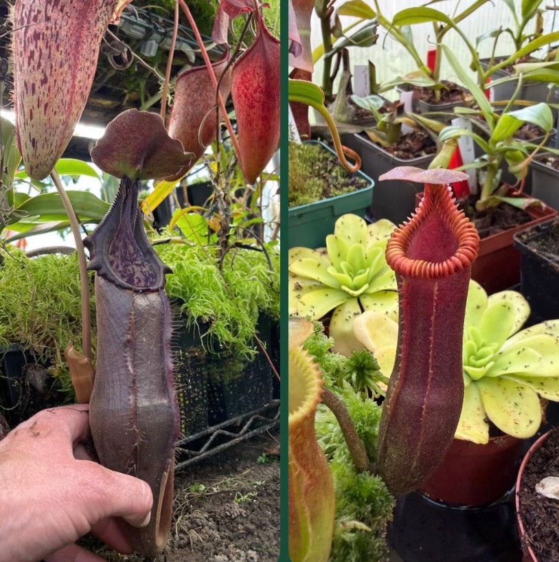 Nepenthes izumiae x edwardsiana 'SG'