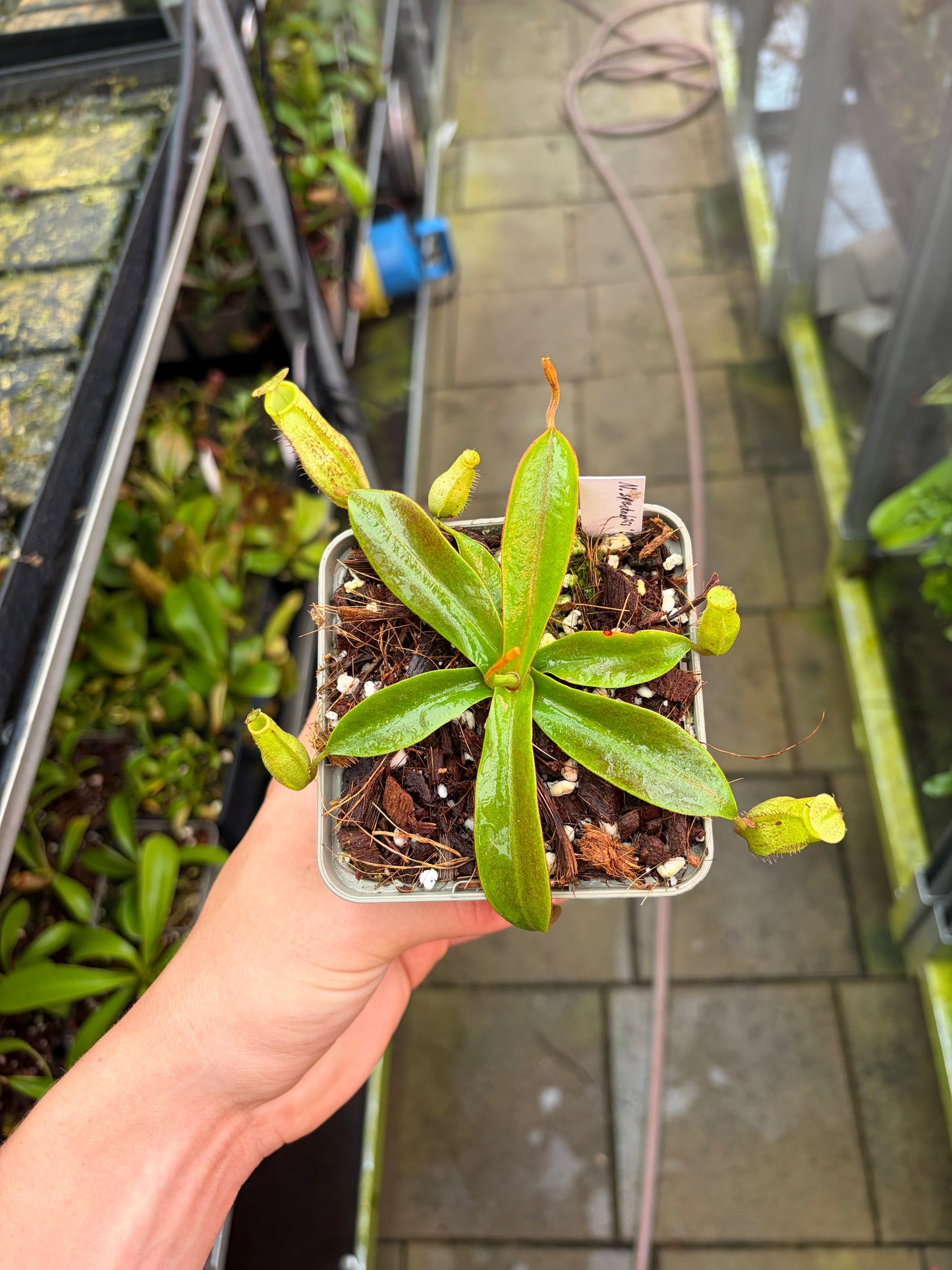 Nepenthes spectabilis ‚Bandahara‘ 7cm