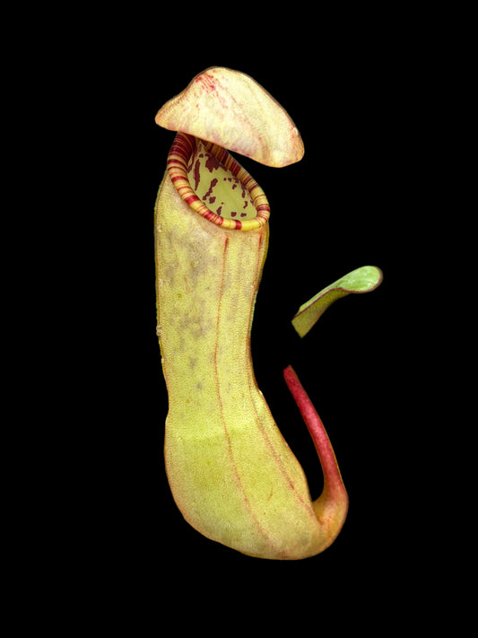 Nepenthes clipeata ‚seedgrown’ 25cm