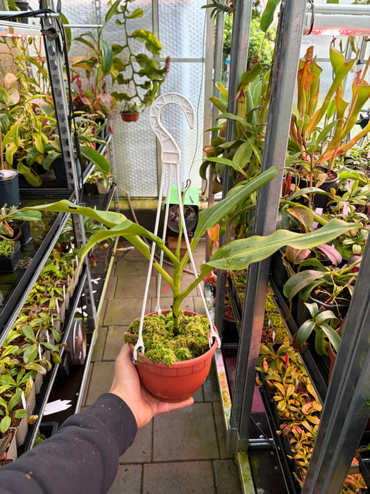 Nepenthes lowii x boschiana EP