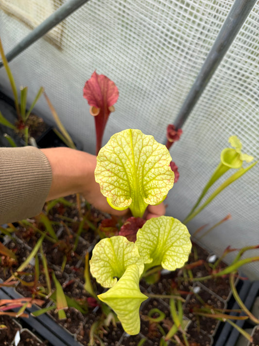 Sarracenia x moorei 'MK H24, Marston Exotics 1987 Clone'