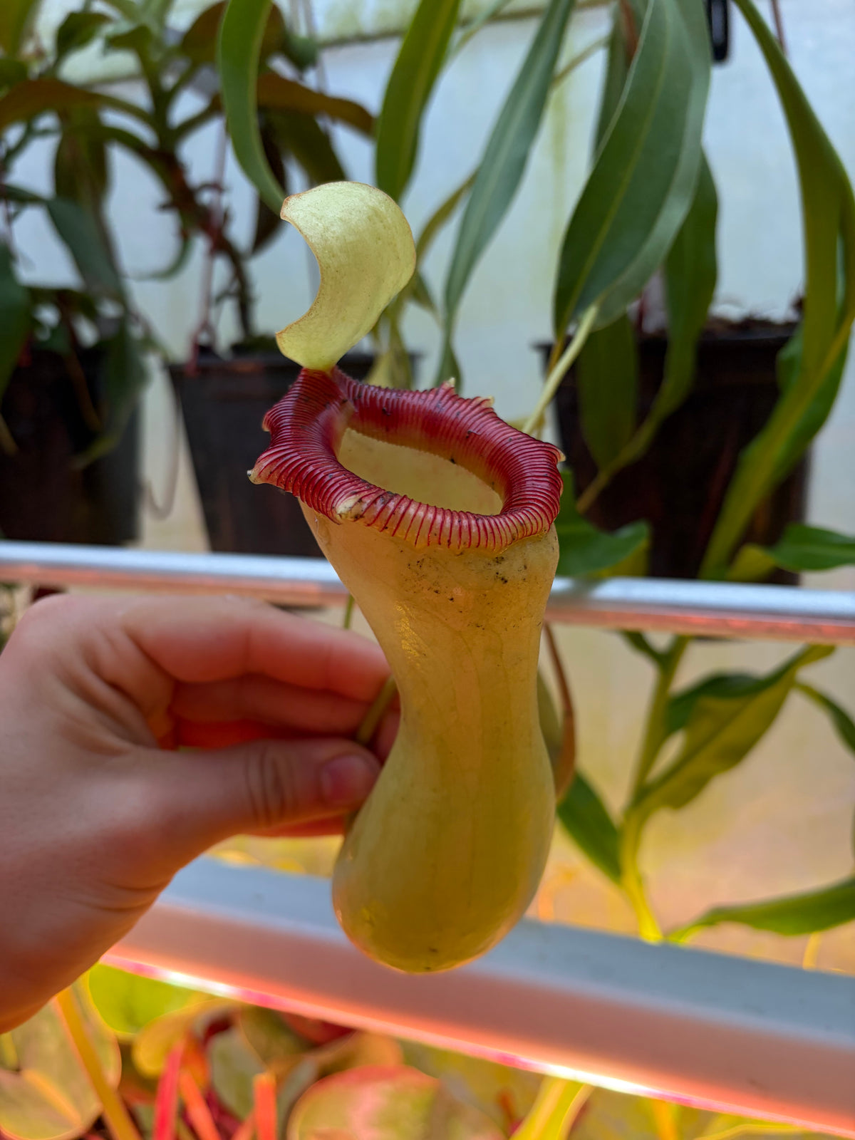 Nepenthes ventricosa ‚Porcelain‘ 60cm