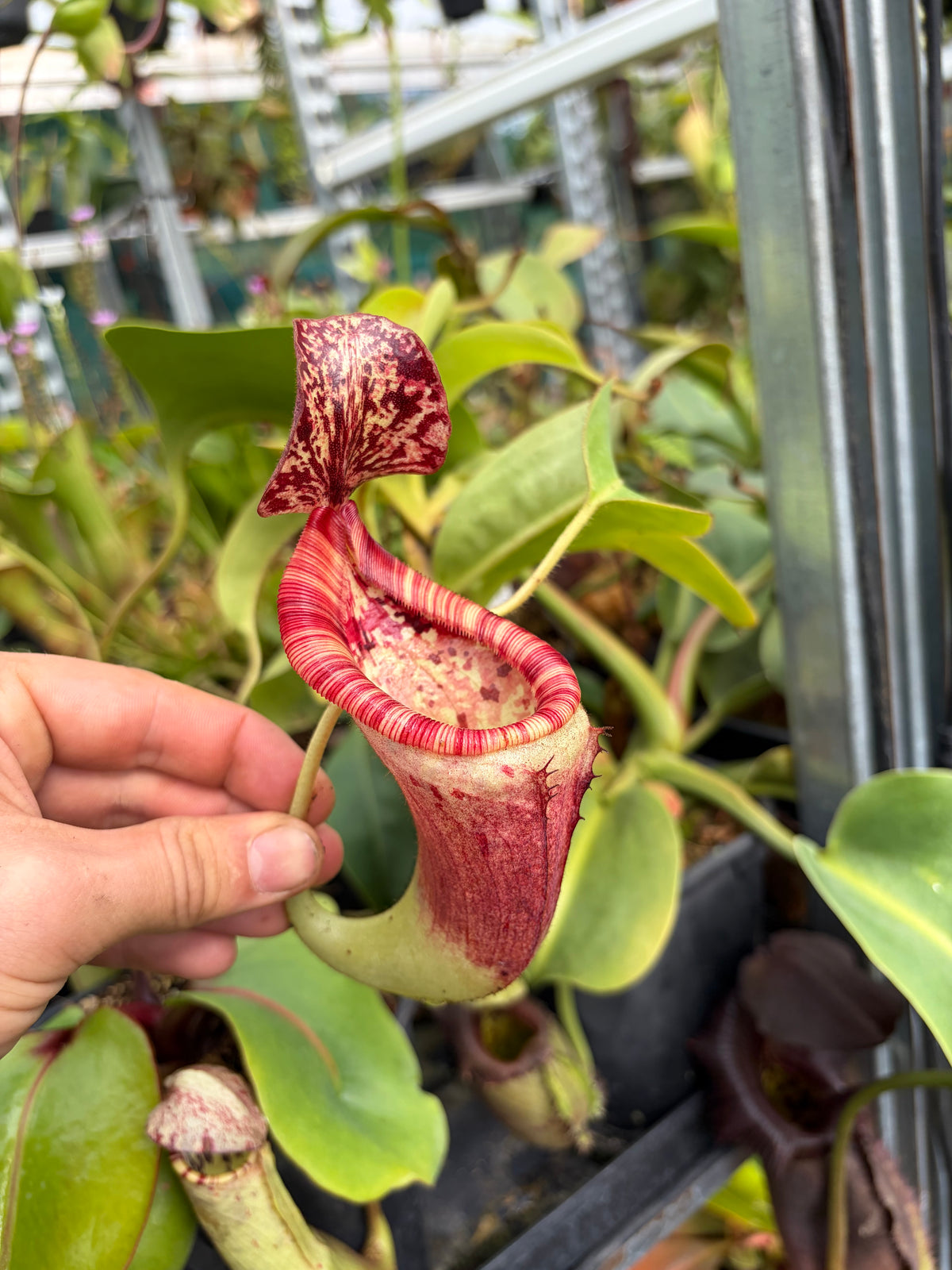 Nepenthes glandulifera x (lowii x veitchii) ‚rooted cutting‘