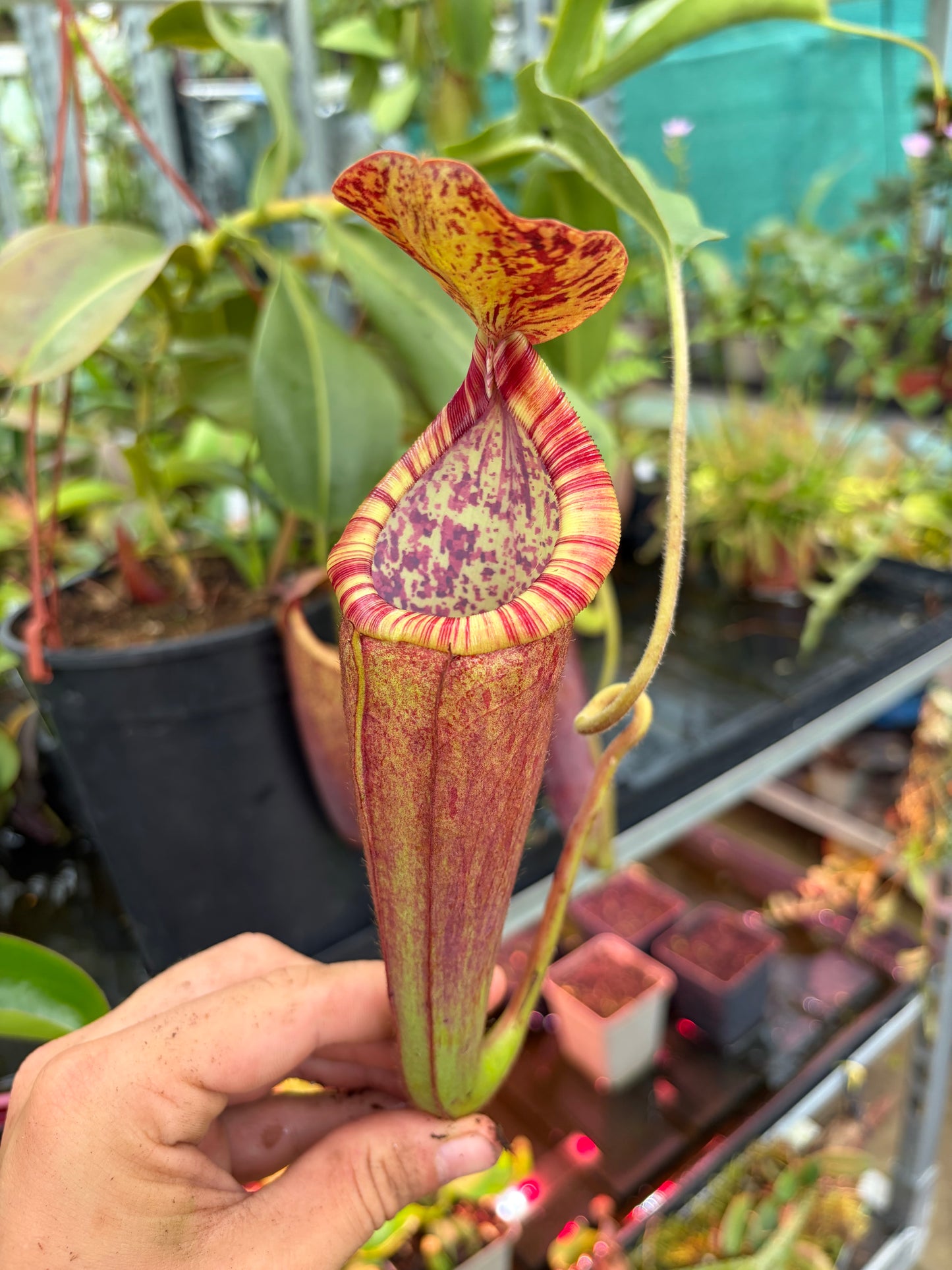 Nepenthes glandulifera x predator