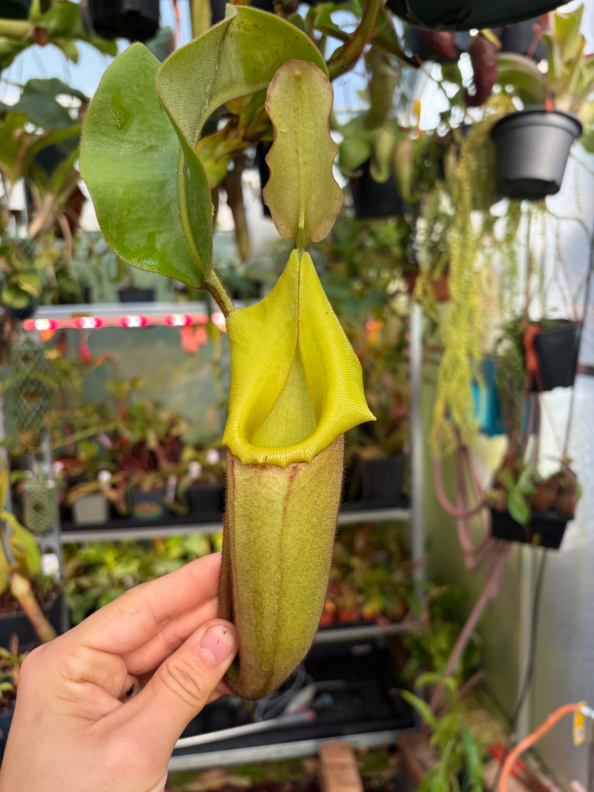 Nepenthes veitchii ‚Maliau‘ 30cm+