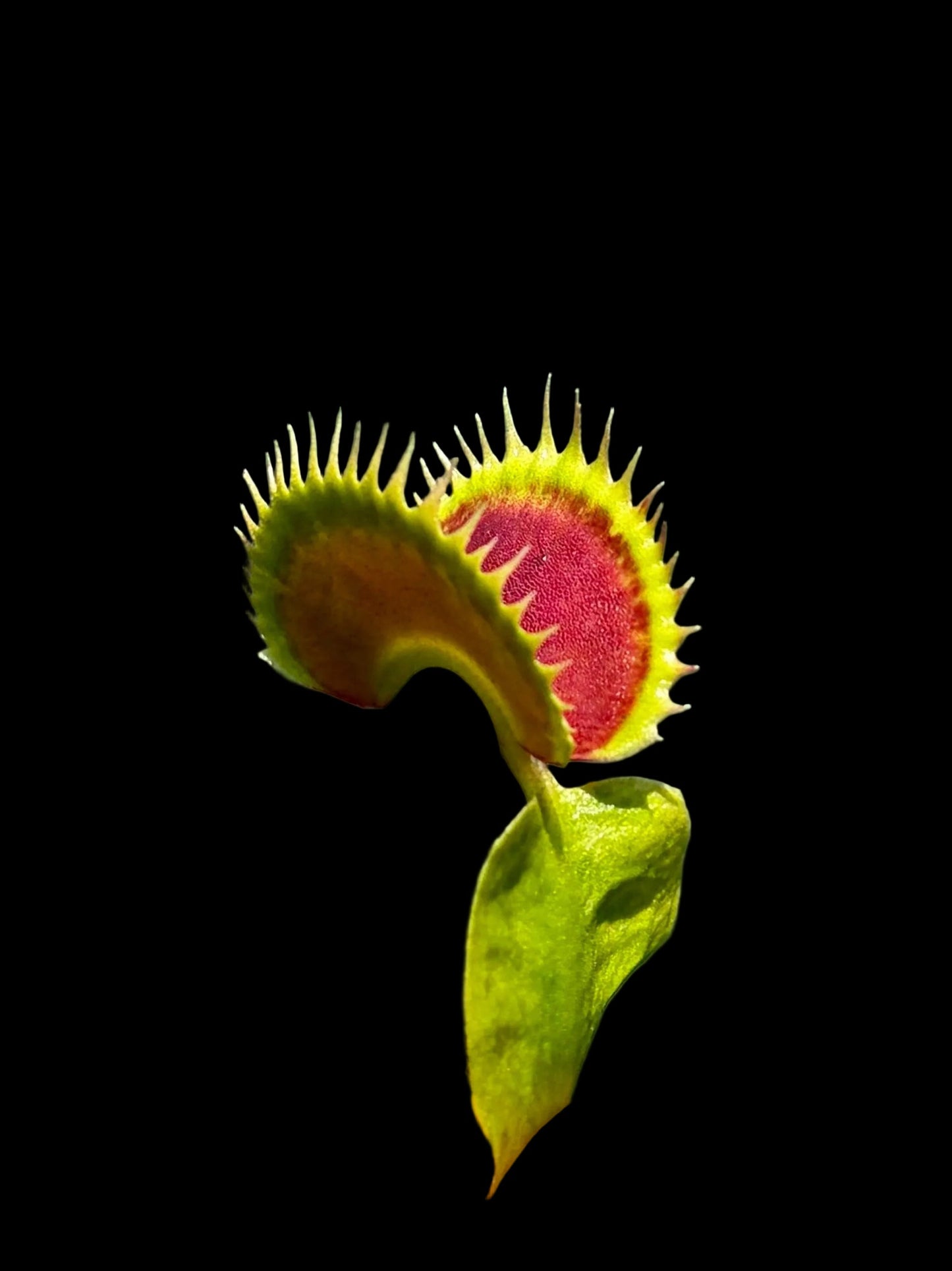 Dionaea muscipula 'Dracula'