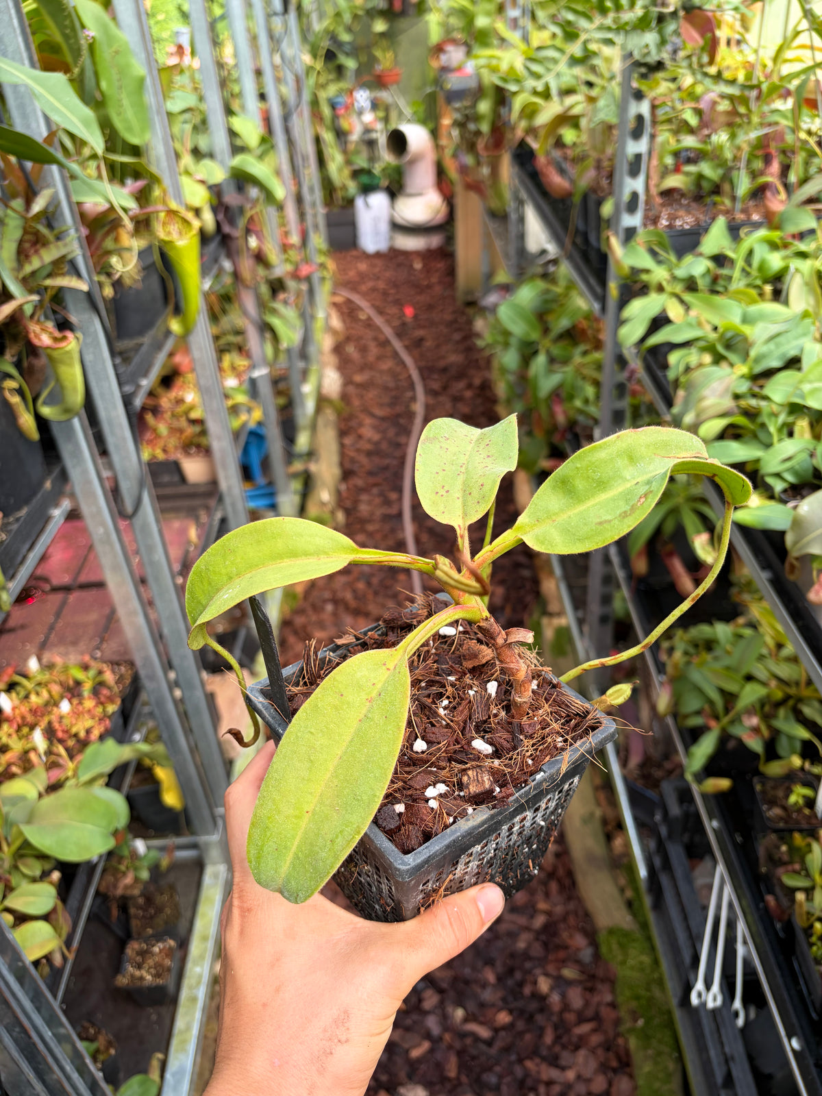 Nepenthes copelandii x peltata 25cm