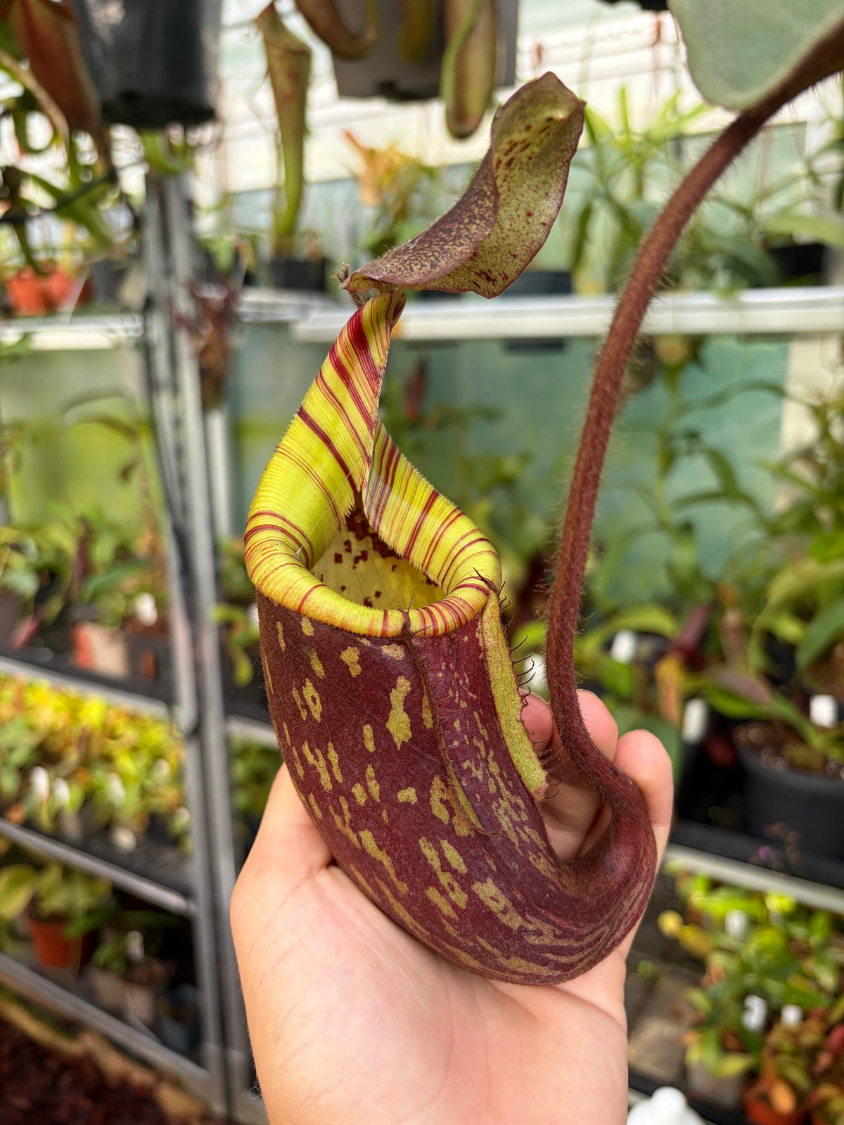 Nepenthes peltata x mollis 40cm