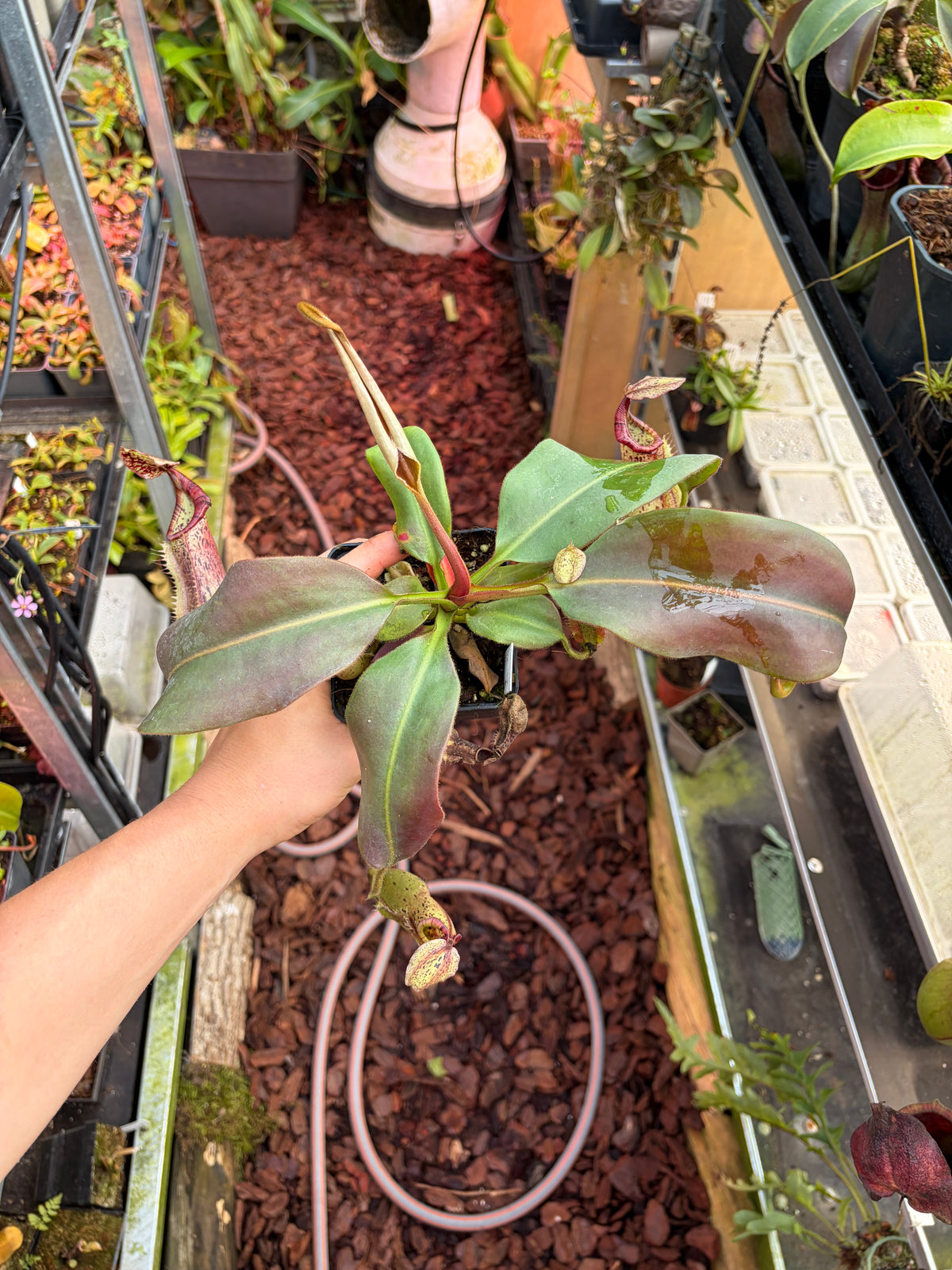Nepenthes (veitchii x burbidgeae) x [(lowii x veitchii) x boschiana] x platychila 20cm+