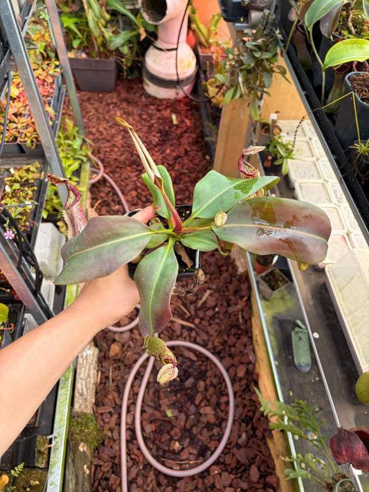 Nepenthes (veitchii x burbidgeae) x [(lowii x veitchii) x boschiana] x platychila 20cm+