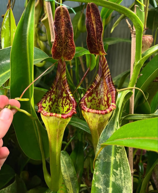 Nepenthes lowii x zakriana