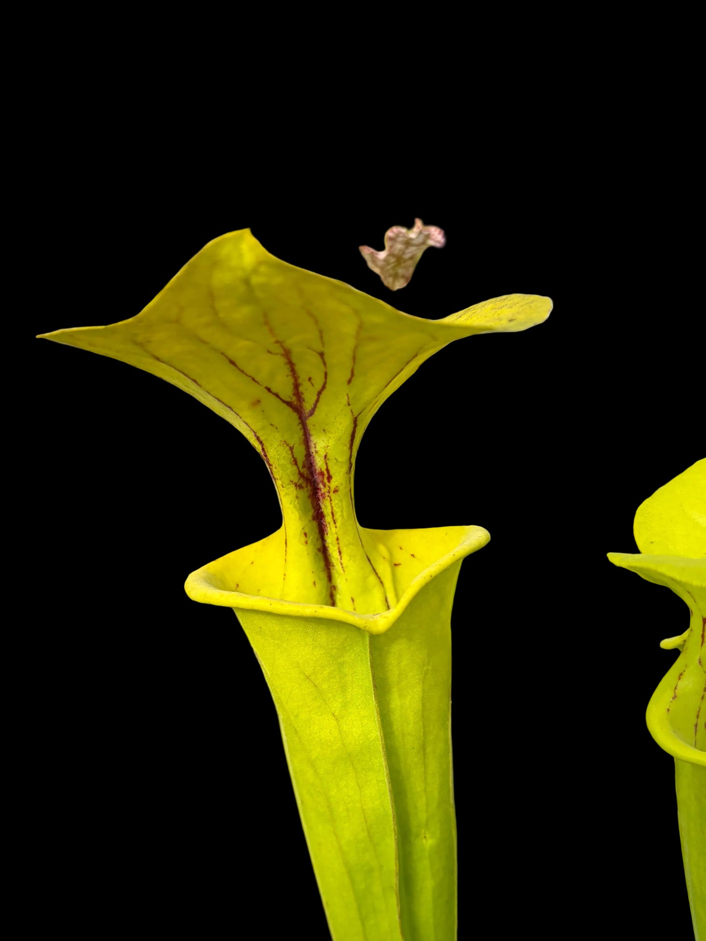 Sarracenia flava var. flava ‚Bomund Co.‘