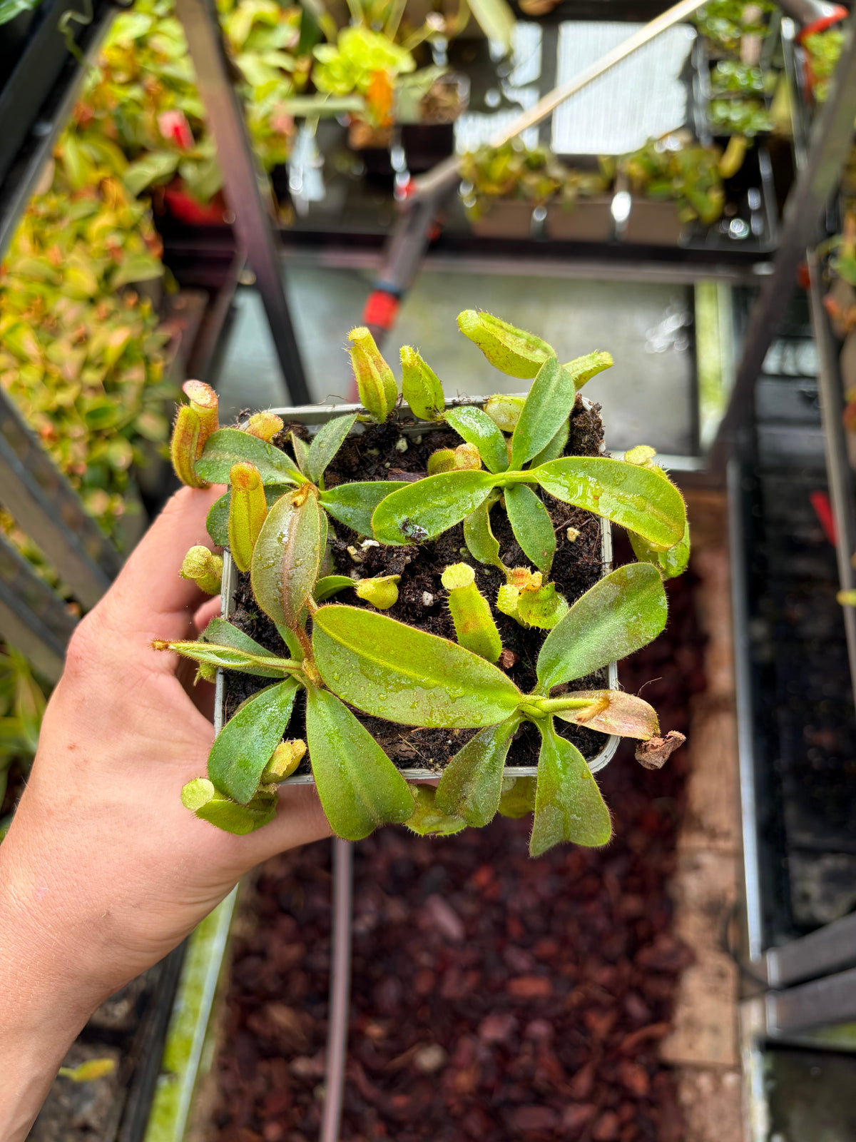Nepenthes veitchii x (veitchii x burbidgeae) 7-10cm