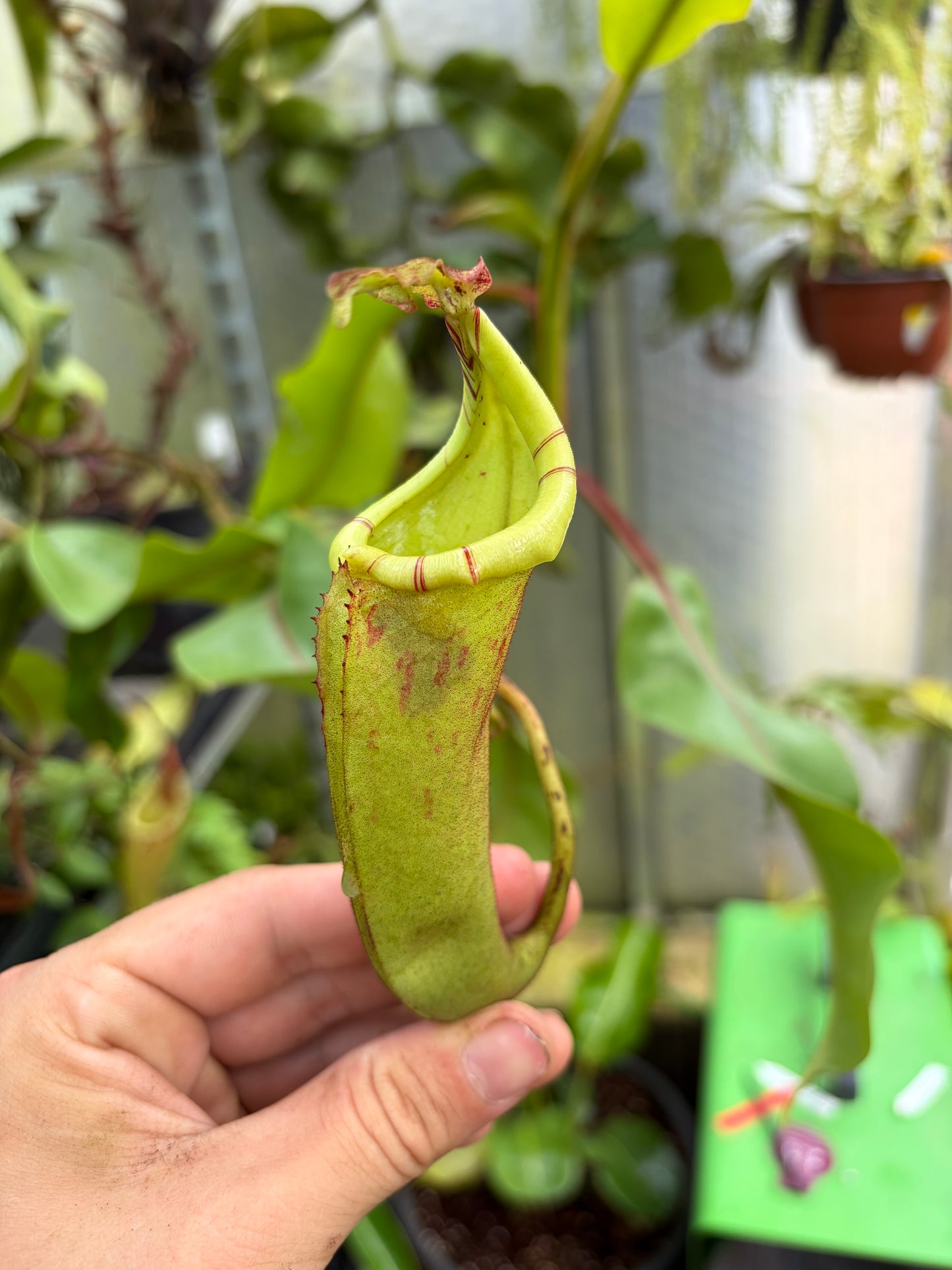 Nepenthes dactylifera ‚rooted cutting‘