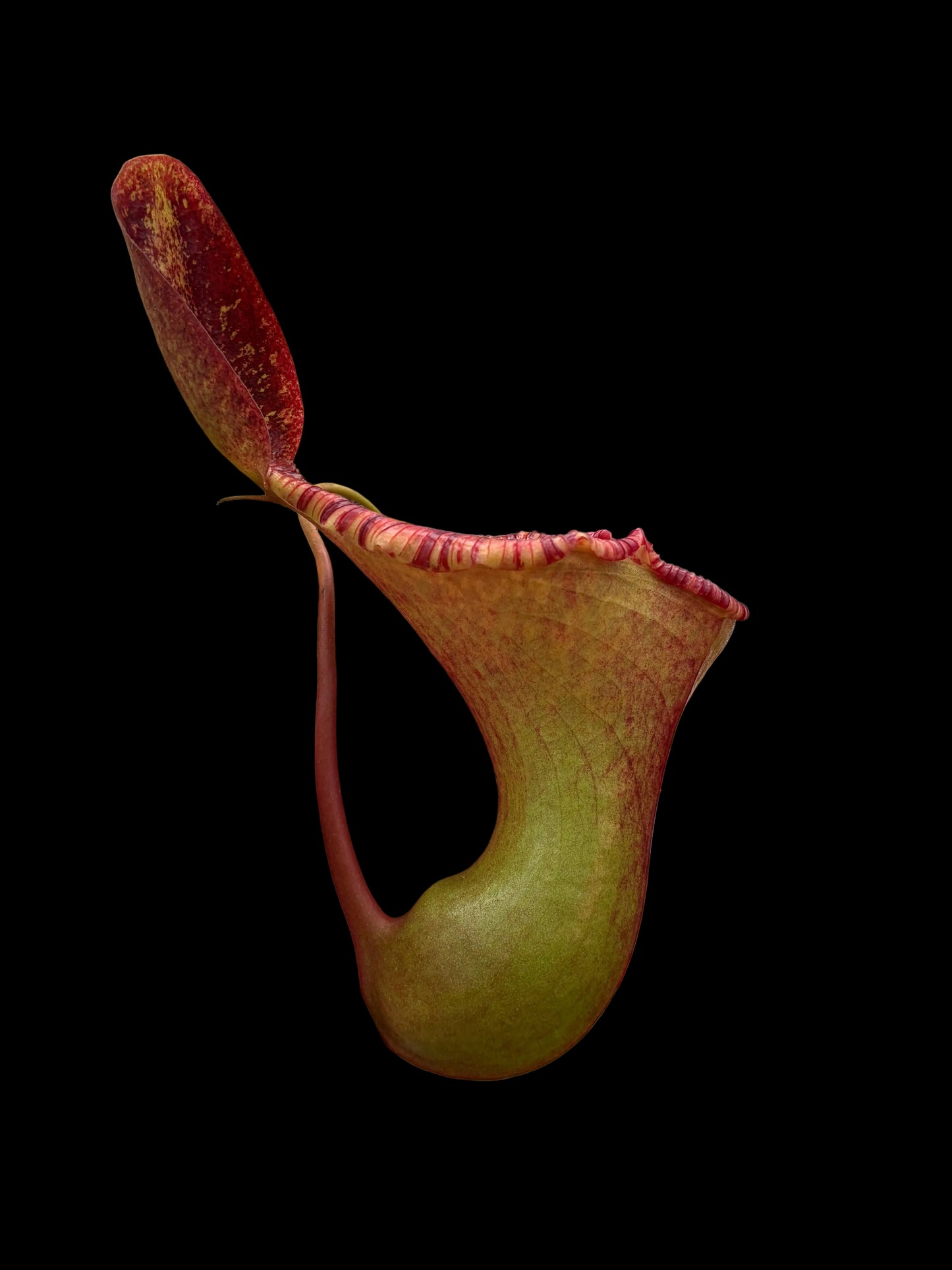 Nepenthes lowii x ventricosa