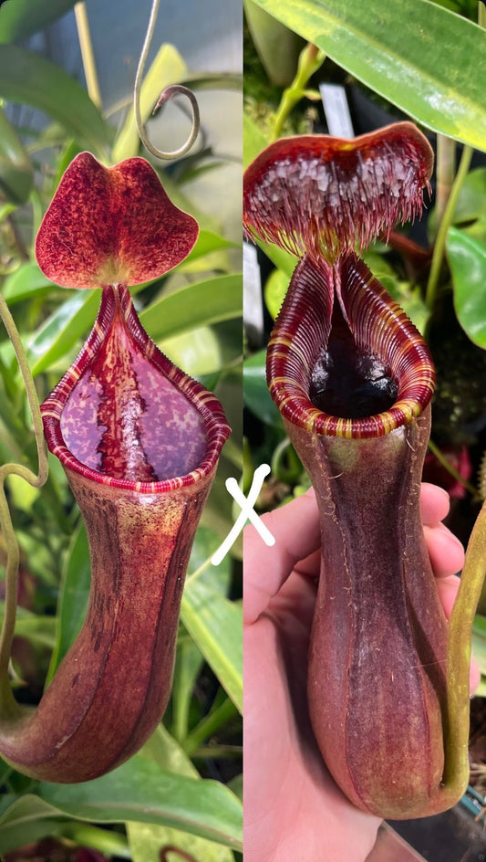 Nepenthes (lowii x boschiana ‚EP‘) x lowii 7cm