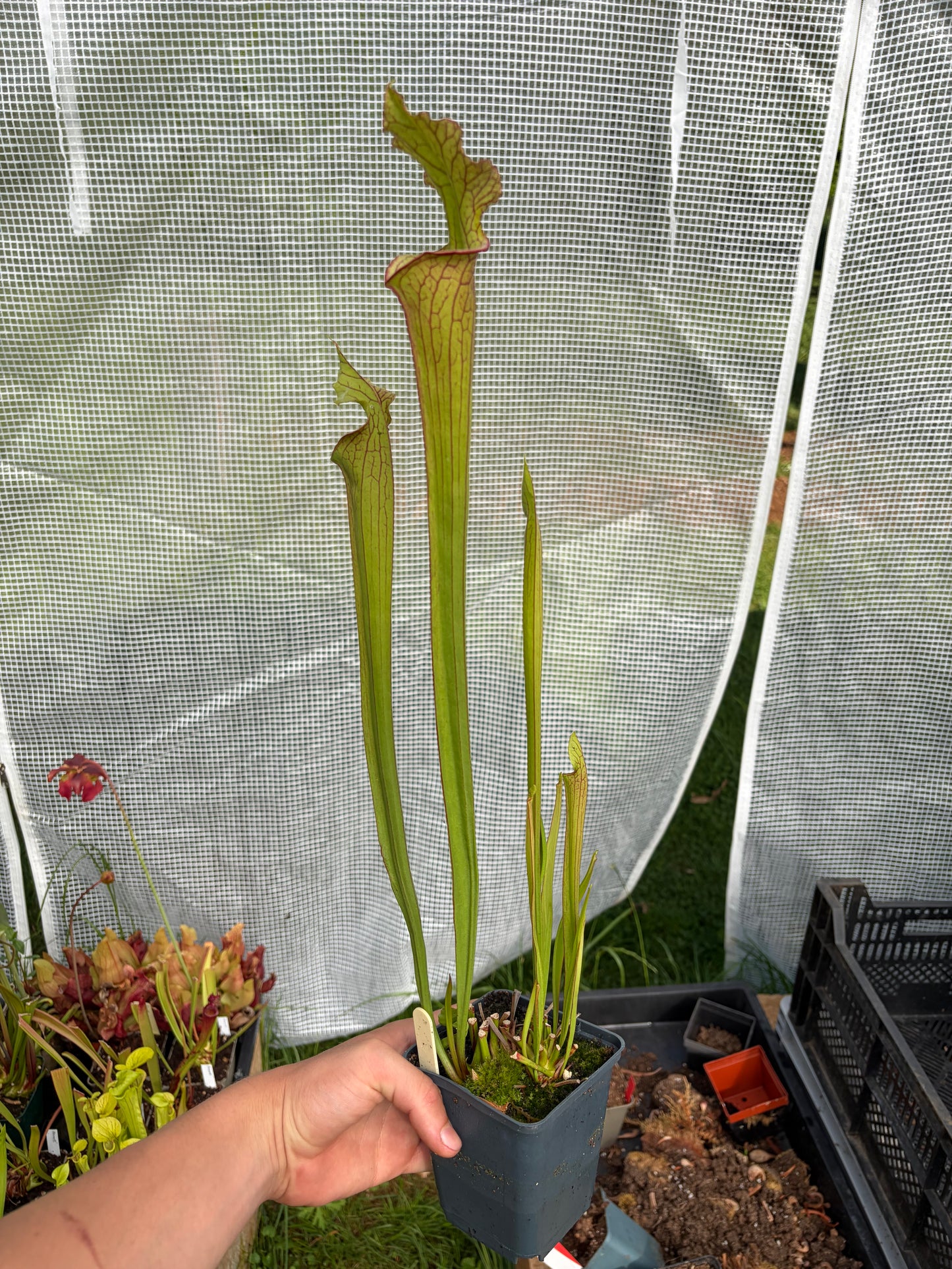 Sarracenia [(flava var. ornata F 67/4PW x moorei Leah Wilkerson H112MK) LE 24/C] x S. leucophylla Bocaza L87 MK