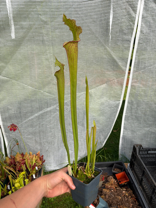 Sarracenia [(flava var. ornata F 67/4PW x moorei Leah Wilkerson H112MK) LE 24/C] x S. leucophylla Bocaza L87 MK