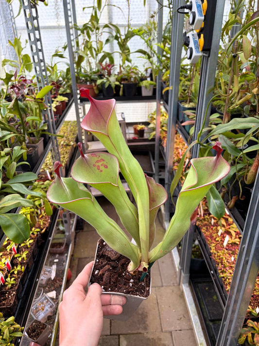 Heliamphora huberi (Anga) x parva #1