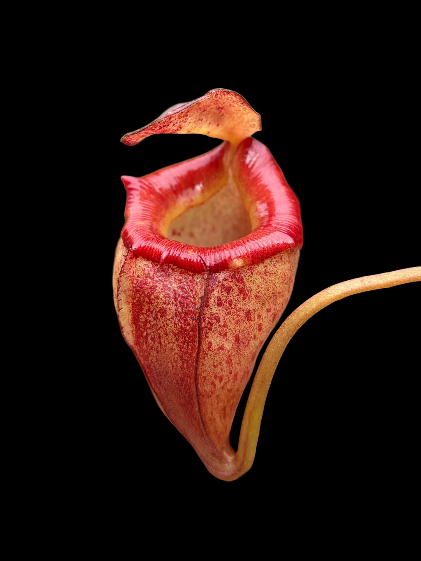Nepenthes flava 15-20cm