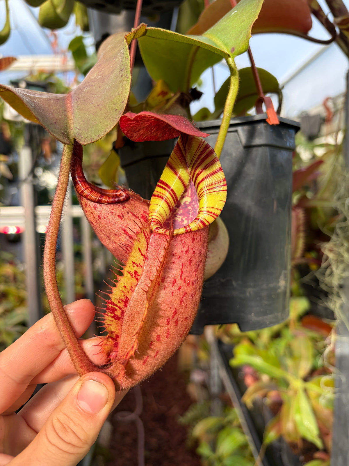 Nepenthes (eymae x clipeata) x veitchii ‚candy‘ 15-20cm