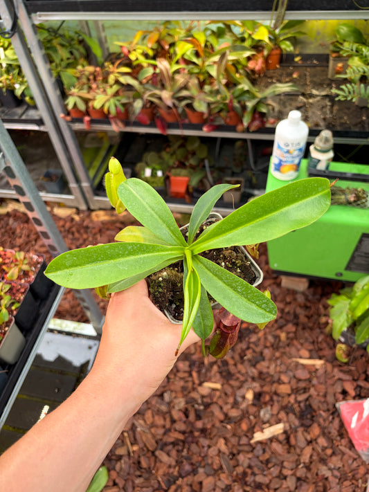 Nepenthes singalana x (burbidgeae x edwardsiana) (BE-3984) 15cm+
