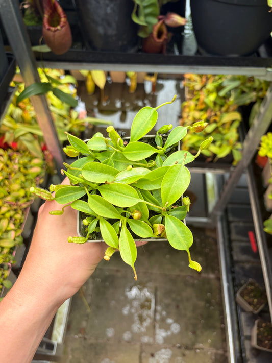 Nepenthes (lowii x boschiana ‚EP‘) x lowii 7cm