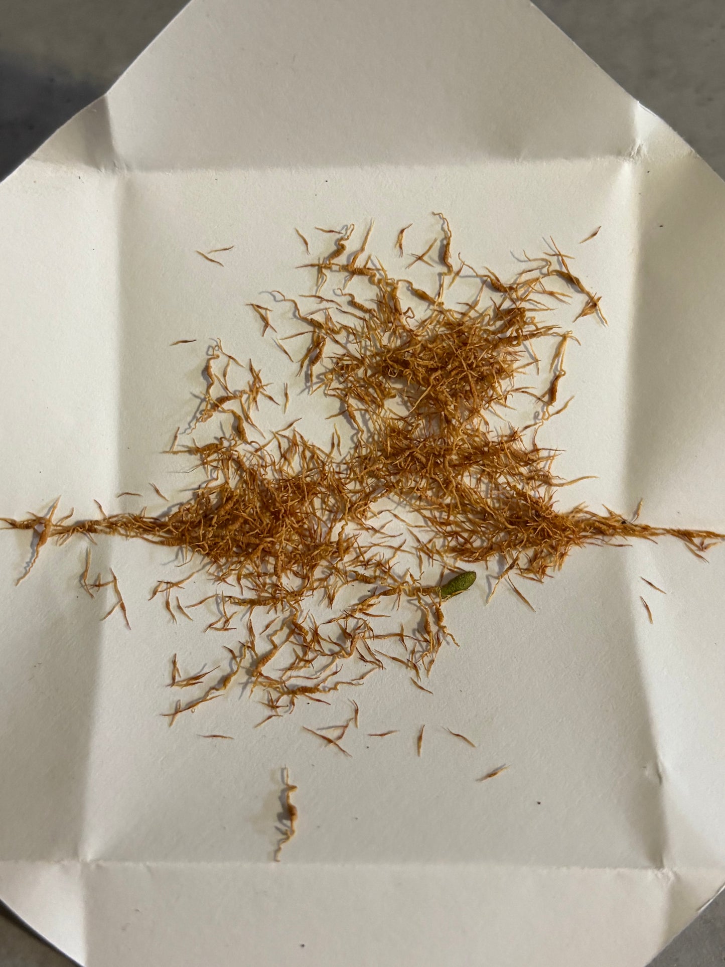 Nepenthes (adnata x spathulata) x ? 50+ seeds