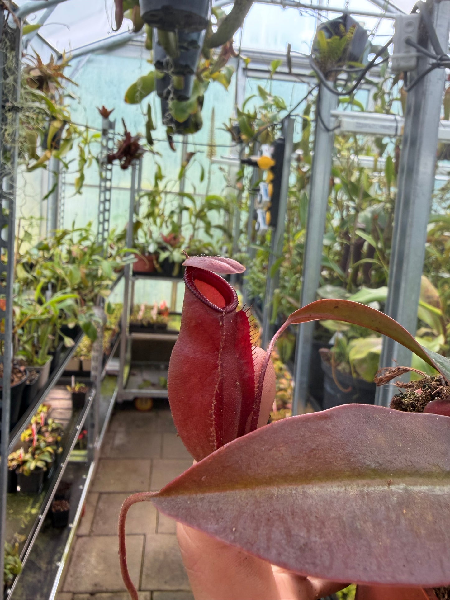 Nepenthes ampullaria x sibuyanensis (x dark secret) BE-4656
