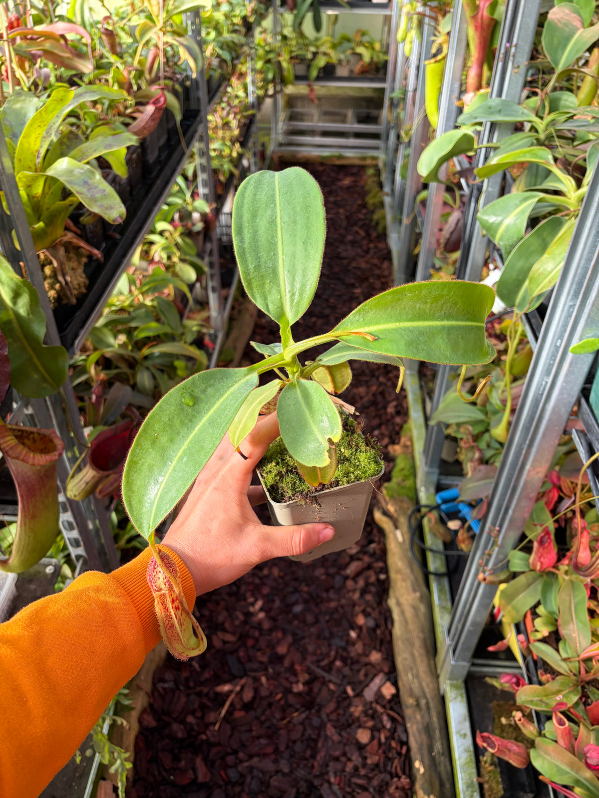 Nepenthes burbidgeae x glandulifera (BE-3705) 20cm+