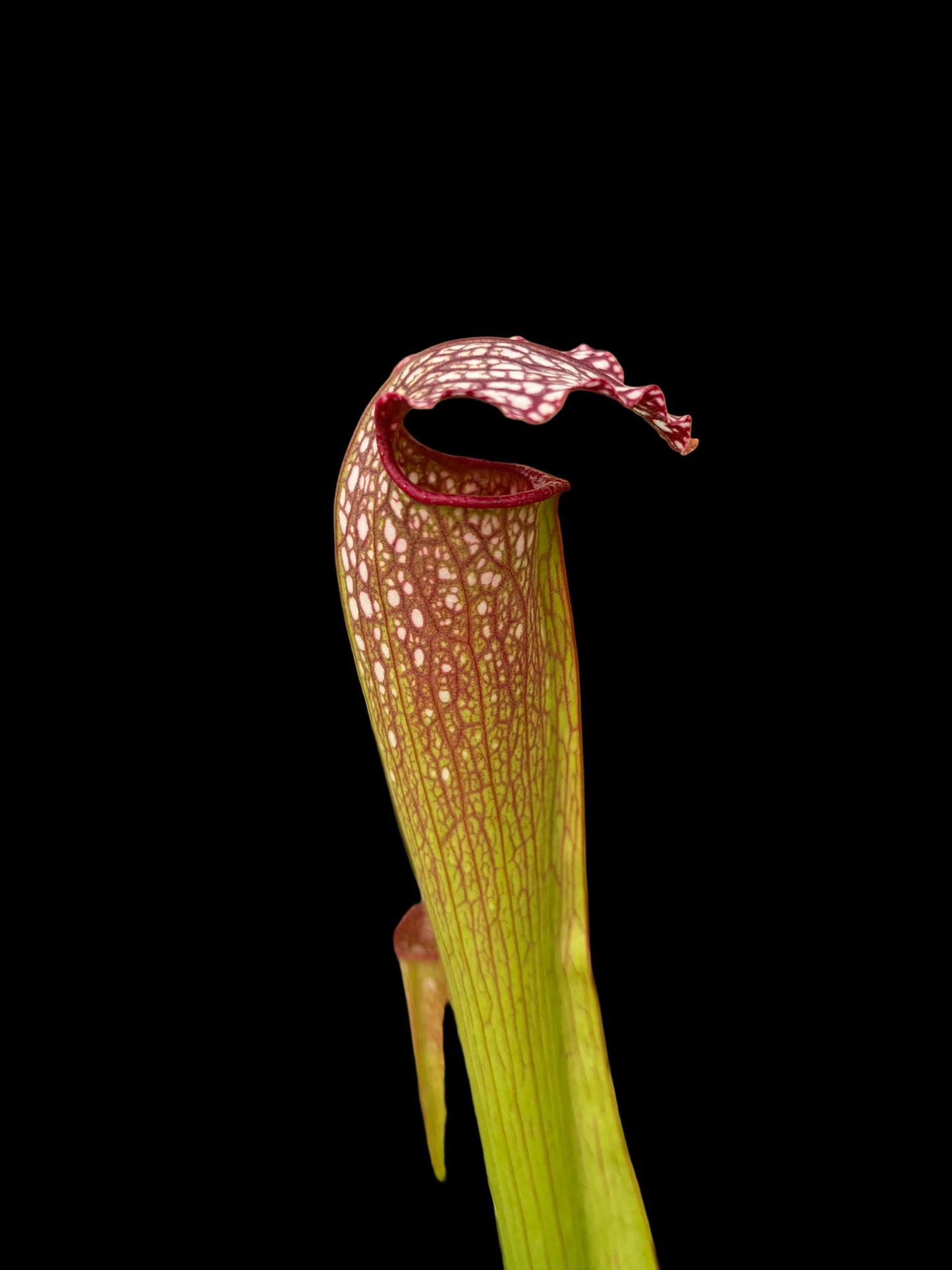 Sarracenia x excellens