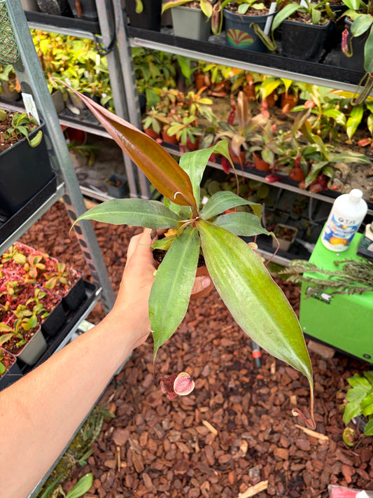 Nepenthes rafflesiana x sibuyanensis 20cm