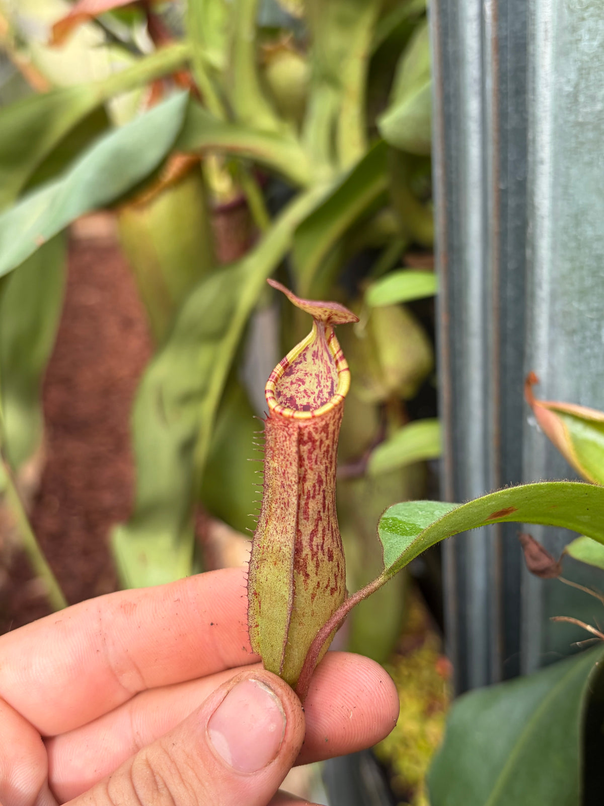 Nepenthes adnata x (lowii x veitchii) 10cm