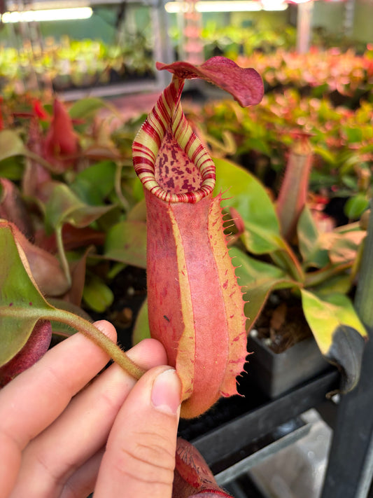 Nepenthes (veitchii ‚candy‘ x boschiana) x veitchii ‚candy‘ 15cm+