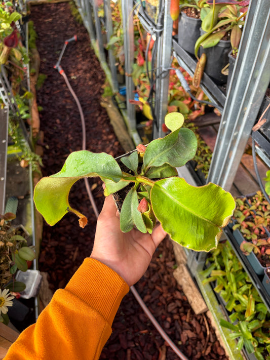 Nepenthes veitchii ‚candy x F2‘ 20cm