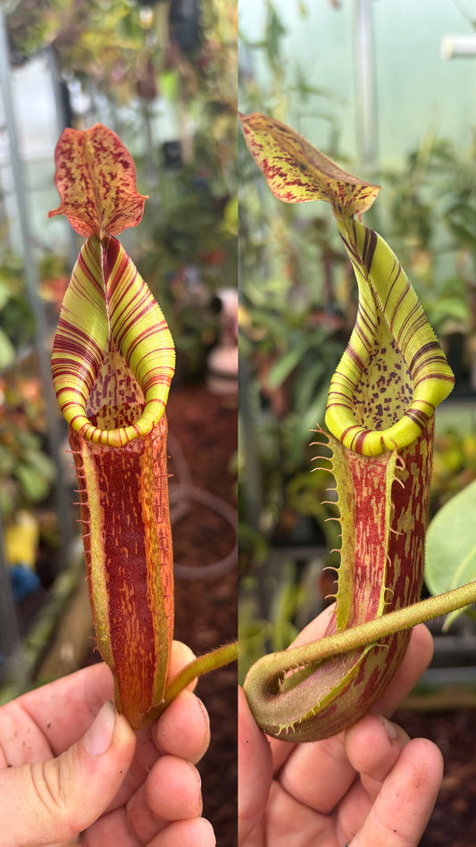 Nepenthes (veitchii x platychila) x mollis