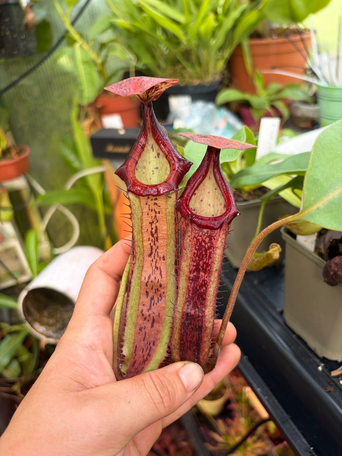 Nepenthes (veitchii x platychila) x (veitchii x boschiana) 20cm+