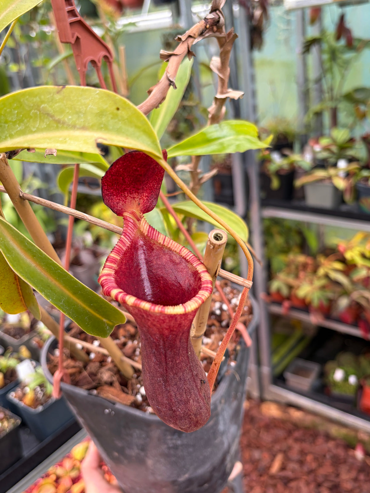 Nepenthes lowii x ventricosa 15cm+
