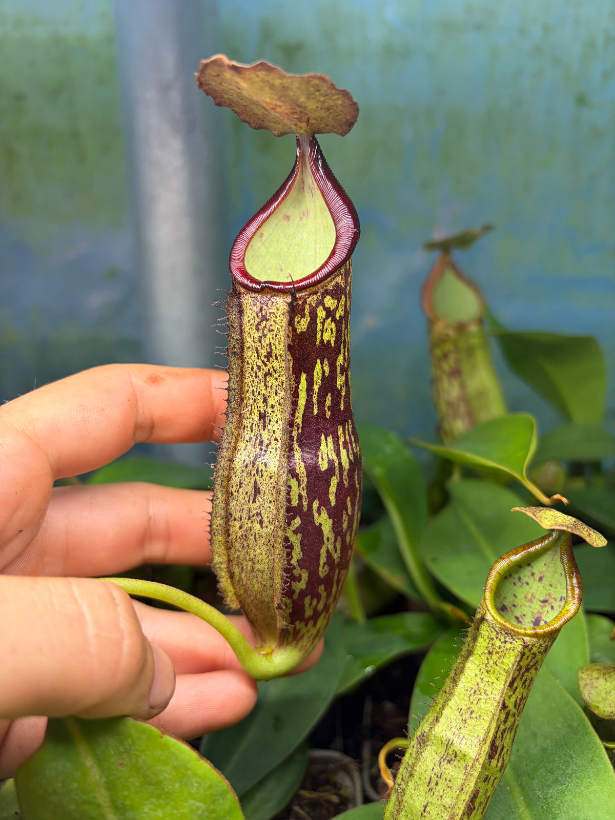 Nepenthes (adnata x spathulata) x [(veitchii x boschiana) x maxima] x [(stenophylla x lowii) x (rokko x veitchii)] 15cm