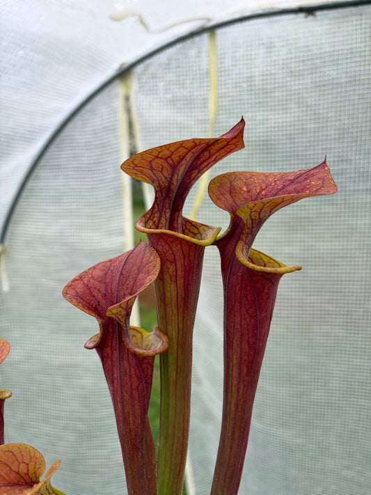 Sarracenia flava var. attropurpurea MK F17C, Blackwater State