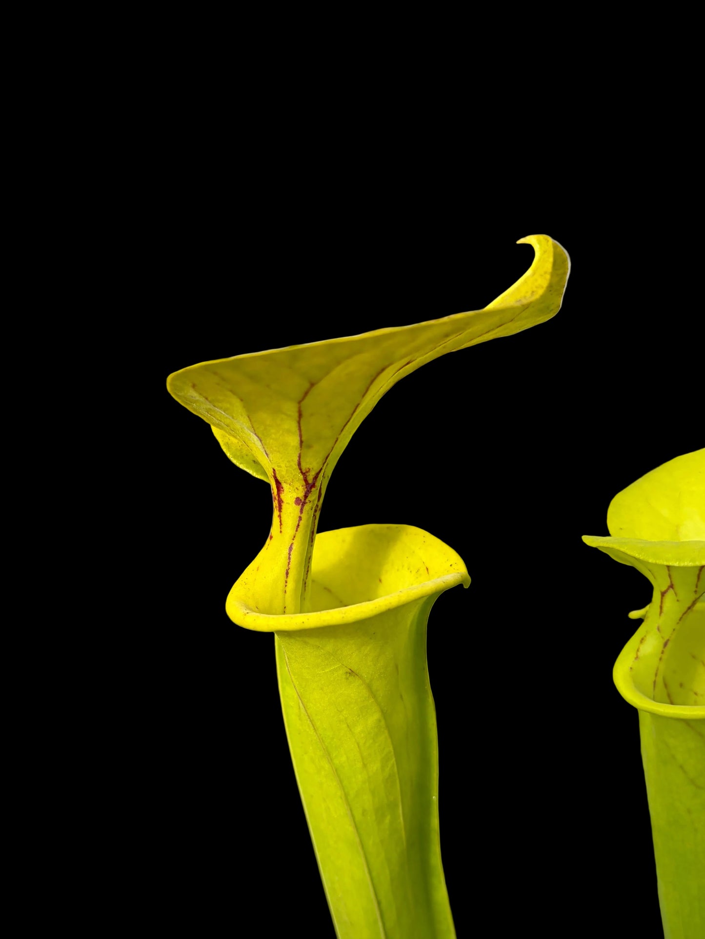 Sarracenia flava var. flava ‚Bomund Co.‘