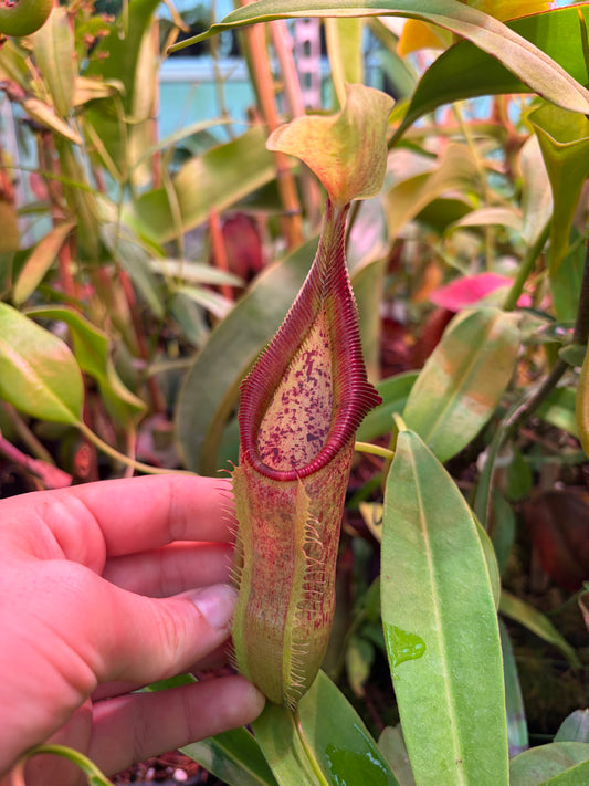 Nepenthes singalana ‚2 Growpoints‘