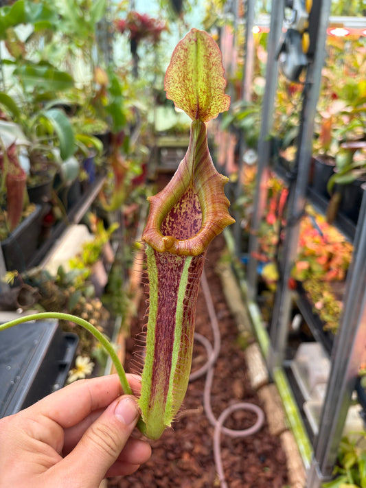 Nepenthes [(lowii x veitchii) x boschiana] x [(eymae x maxima) x platychila] 25cm